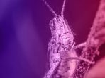 nightmare-grasshopper
